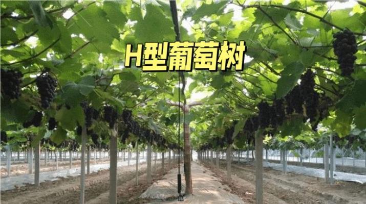 葡萄树种植与打理方法有哪些？如何确保健康成长？