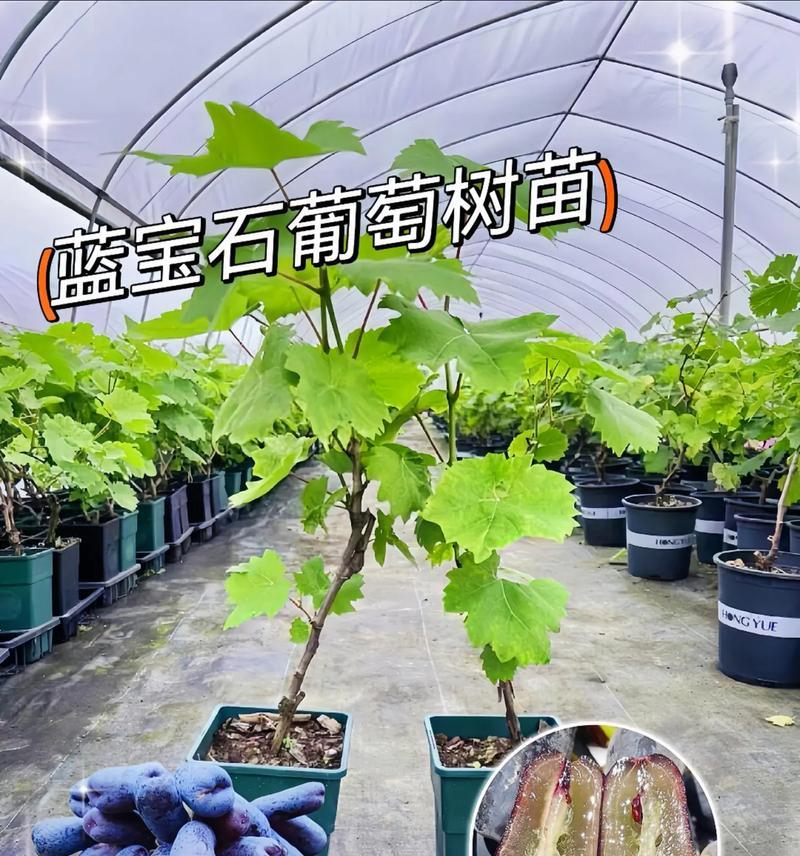 葡萄树种植与打理方法有哪些？如何确保健康成长？