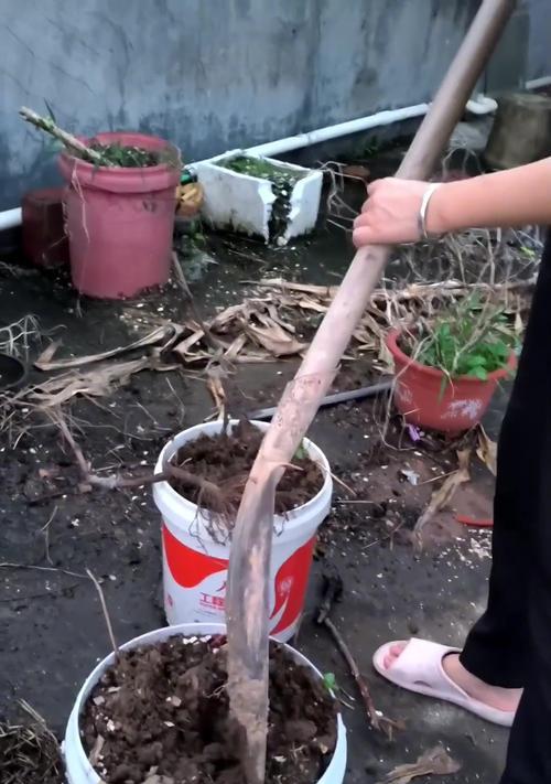 葡萄树种植与打理方法有哪些？如何确保健康成长？