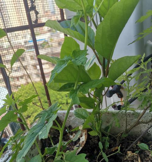 百香果催芽方法是什么？如何提高发芽率？