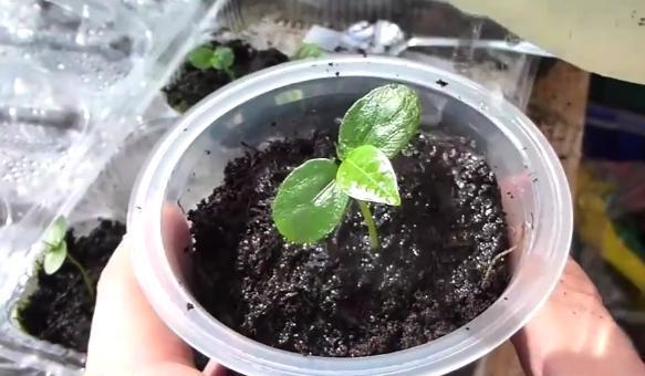 百香果催芽方法是什么？如何提高发芽率？