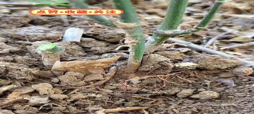 金刚藤林下种植方法是什么？需要注意哪些常见问题？