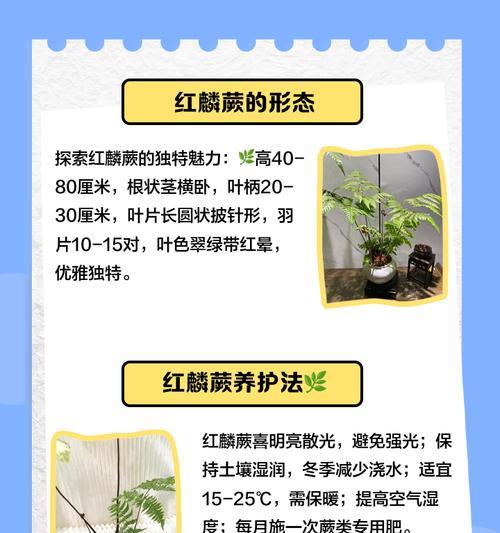 红鳞蕨催芽方法是什么？需要多长时间才能发芽？