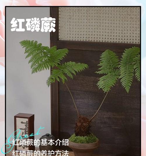 红鳞蕨催芽方法是什么？需要多长时间才能发芽？