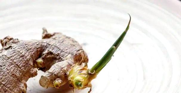 生姜水催芽方法是什么？需要多长时间才能发芽？