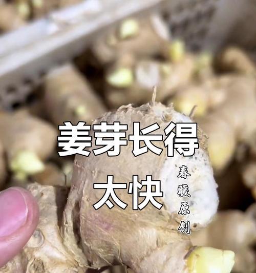 生姜水催芽方法是什么？需要多长时间才能发芽？