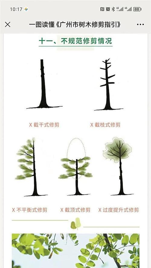 怎么学修剪枝条技巧？有哪些步骤和注意事项？