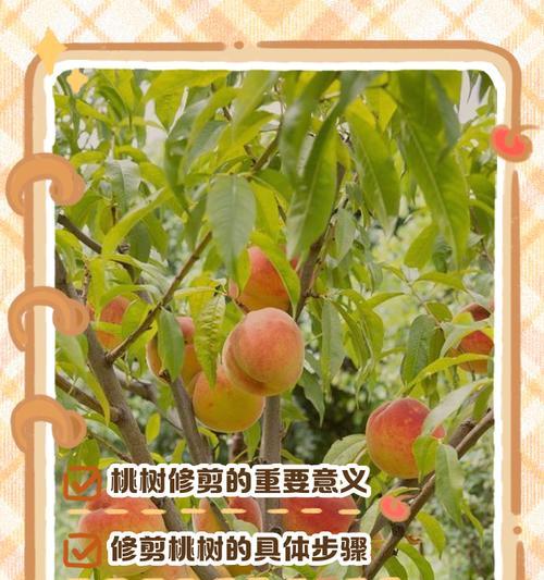 怎么学修剪枝条技巧？有哪些步骤和注意事项？