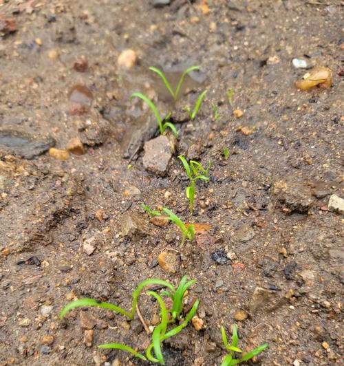菠菜催芽方法有哪些？如何快速种植菠菜？