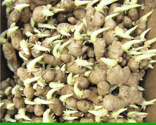 藜蒿种子催芽种植方法是什么？需要多长时间才能发芽？