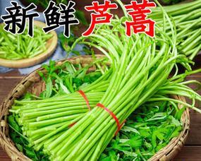 藜蒿种子催芽种植方法是什么？需要多长时间才能发芽？