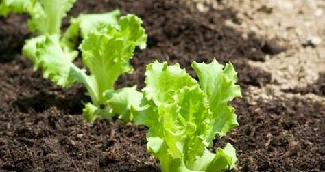 莼菜种子催芽方法是什么？需要多长时间才能发芽？