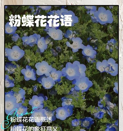 温柔力量花语是什么？如何用花语表达温柔的力量？