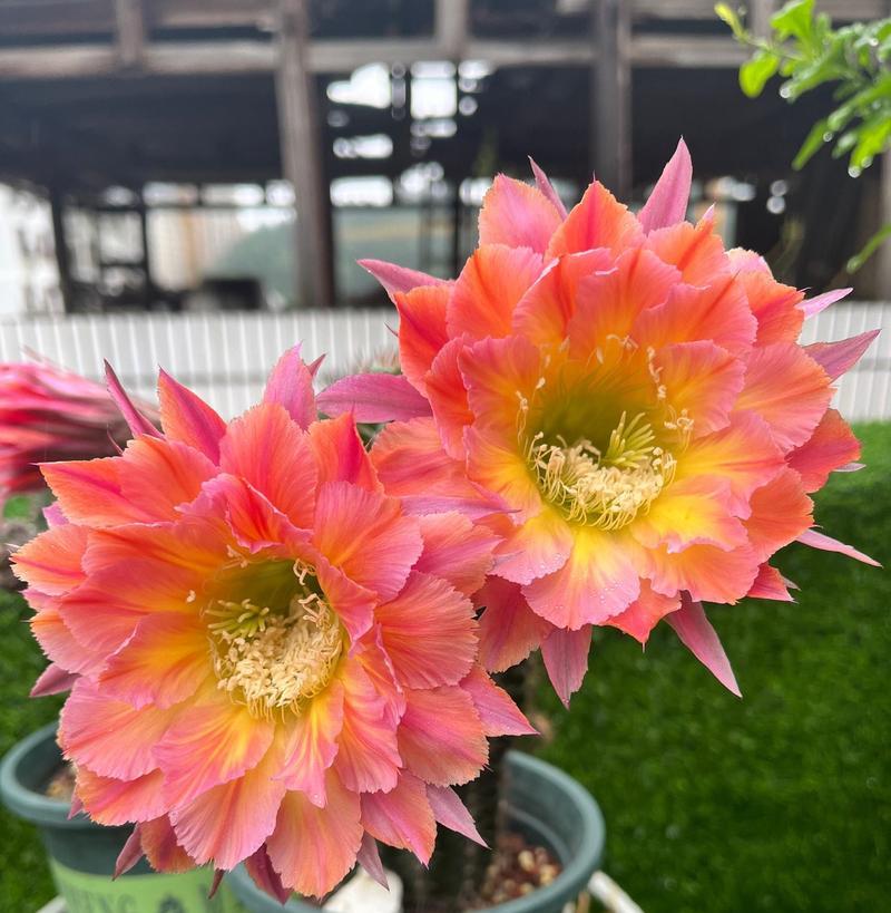 什么花象征着光辉？光辉之花的含义是什么？