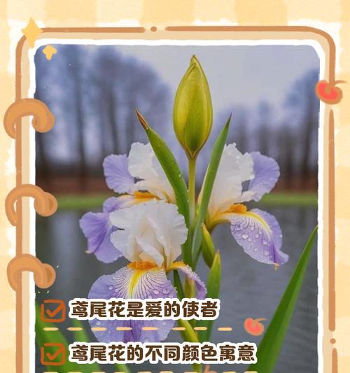 什么花寓意爱情美好？美好寓意的花有哪些？