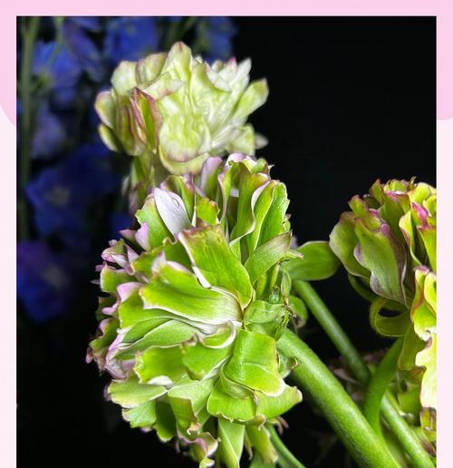 幸运花语的寓意是什么？如何解读各种花朵的象征意义？
