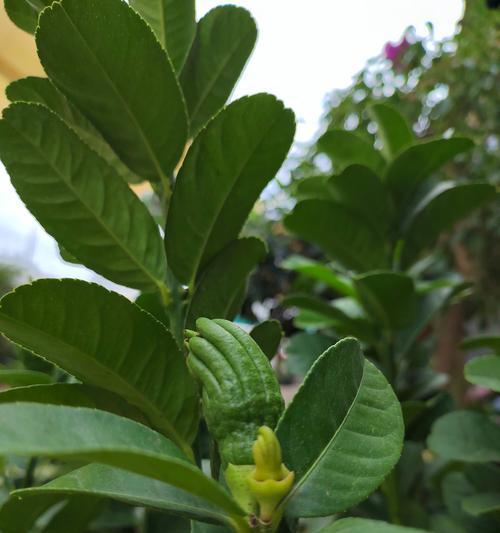财富祝福寓意的花是什么花？如何选择寓意吉祥的花卉？