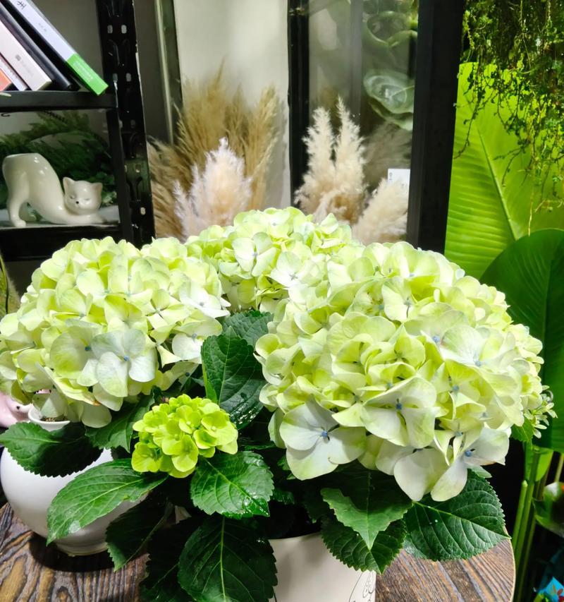 花语象征爱的花是什么？如何挑选表达爱意的花卉？