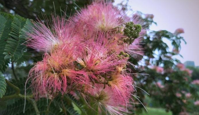 象征爱情萌芽的花香是什么花？揭秘爱情萌芽的花卉象征意义？