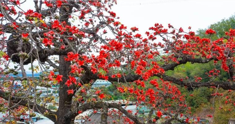 象征奋斗的树上花是什么树？这种树的花语有何含义？