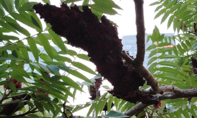 象征奋斗的树上花是什么树？这种树的花语有何含义？
