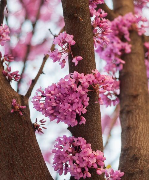 象征奋斗的树上花是什么树？这种树的花语有何含义？