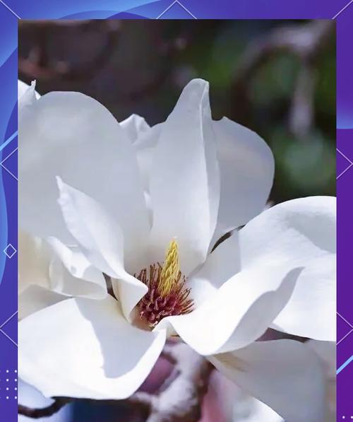 象征着团结友谊的花是什么花？这种花的花语有哪些含义？