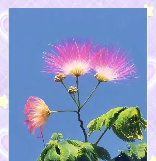 象征着团结友谊的花是什么花？这种花的花语有哪些含义？