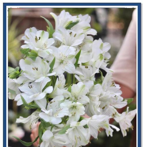 象征着团结友谊的花是什么花？这种花的花语有哪些含义？