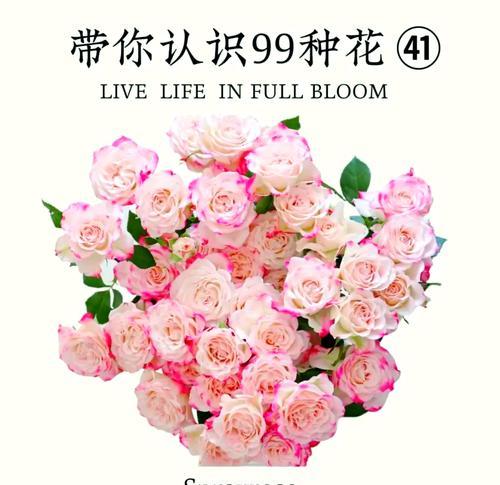 粉色玫瑰代表什么？粉色玫瑰花语的含义是什么？