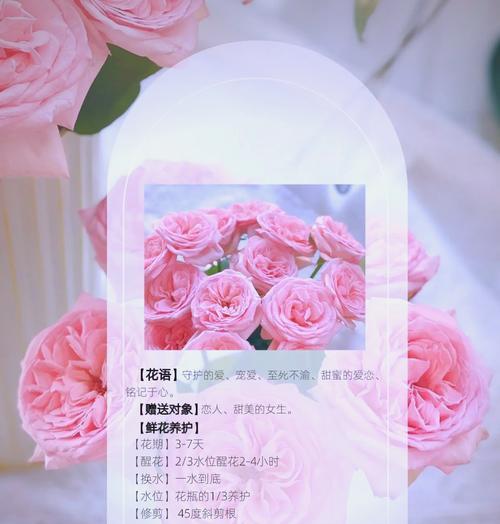 粉色玫瑰代表什么？粉色玫瑰花语的含义是什么？