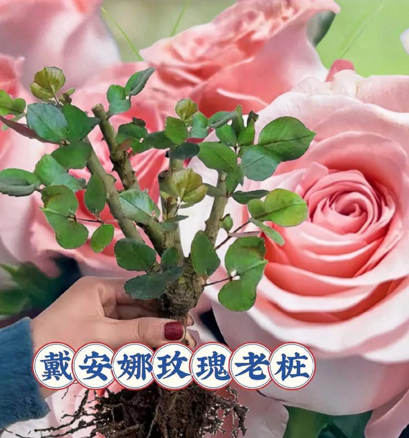 黛安娜玫瑰花语是什么？如何正确表达爱意？