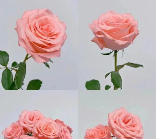 黛安娜玫瑰花语是什么？如何正确表达爱意？