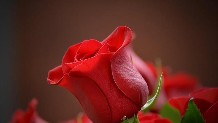 象征炽热的爱的花是什么花？这种花的花语有哪些含义？