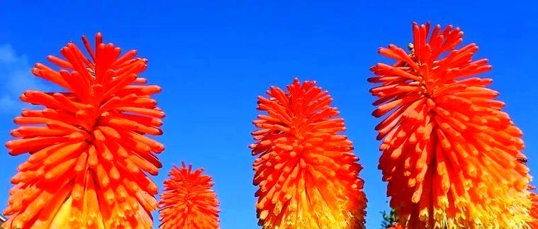 象征炽热的爱的花是什么花？这种花的花语有哪些含义？