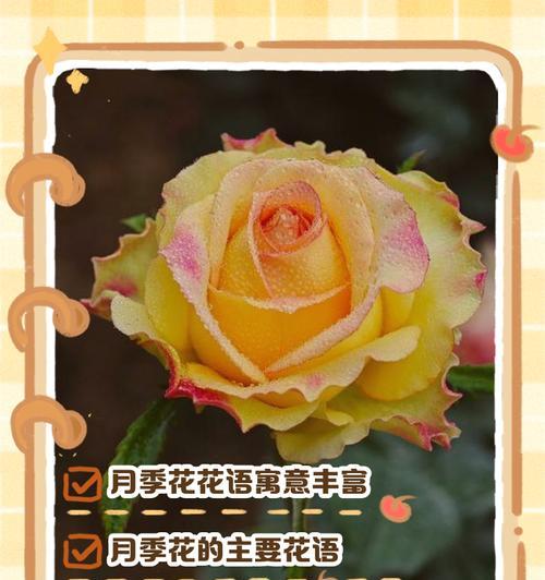 插月季花有什么的寓意？月季花的象征意义是什么？