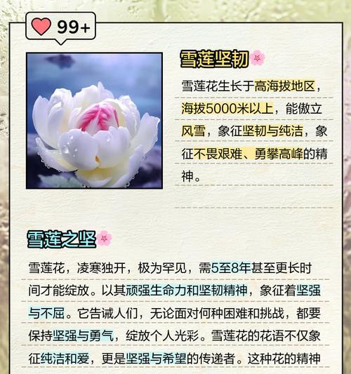 什么花语代表纯洁和神秘？揭秘最符合的花卉选择！！
