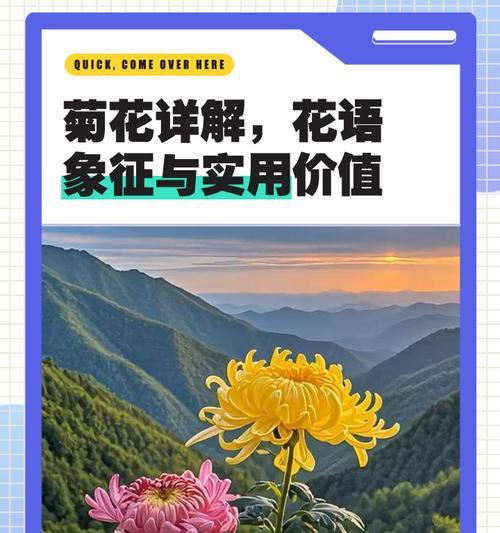 菊花的花语是什么？了解菊花的象征意义和文化内涵？