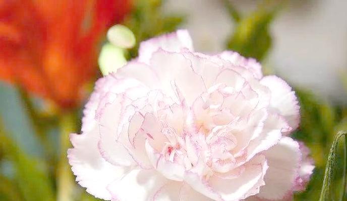 什么花象征慈祥？慈祥花朵的花语有哪些？