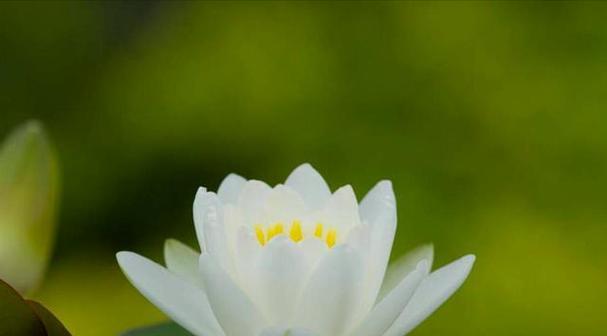什么花象征慈祥？慈祥花朵的花语有哪些？