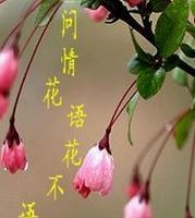 搞笑问别人花语是什么？如何正确解读花的语言？