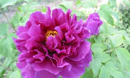 紫色晚香玉花语是什么？如何养护这种美丽花卉？