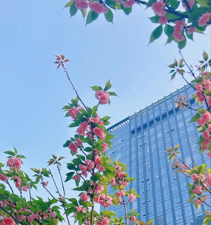 樱花的坚强花语是什么？如何理解樱花的寓意？
