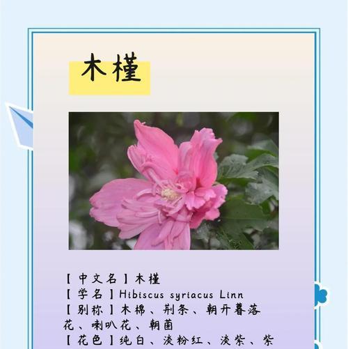 松槿花象征着什么？松槿花的寓意有哪些？