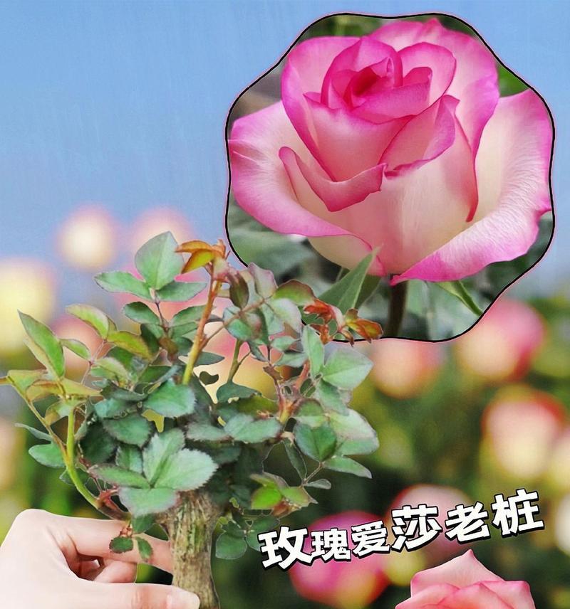 爱莎玫瑰花的花语和寓意是什么？如何表达爱意？