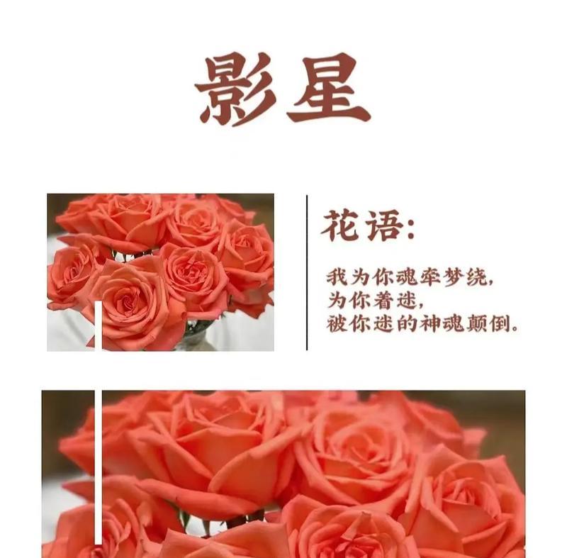 都有什么花及花语？如何根据场合选择合适的花卉？