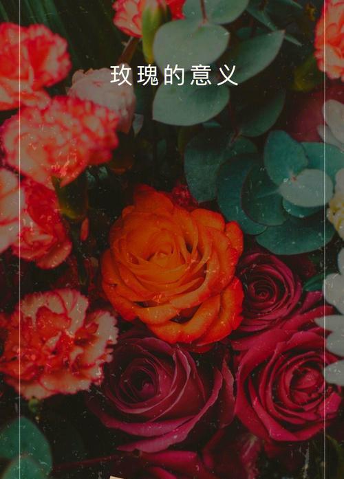 酱紫玫瑰代表什么含义？花语解读及送花建议？