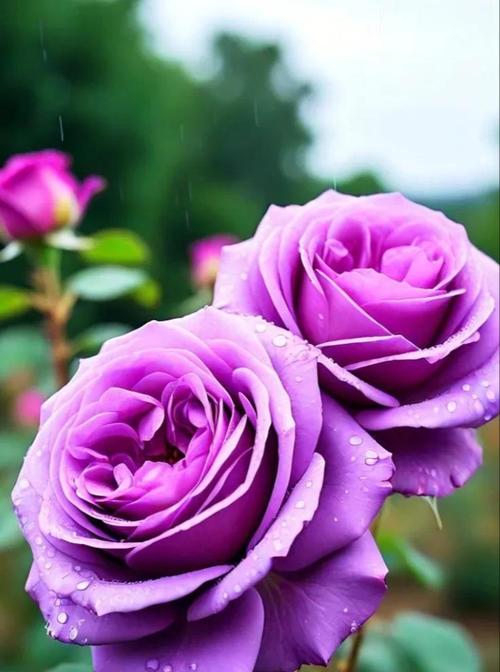 酱紫玫瑰代表什么含义？花语解读及送花建议？