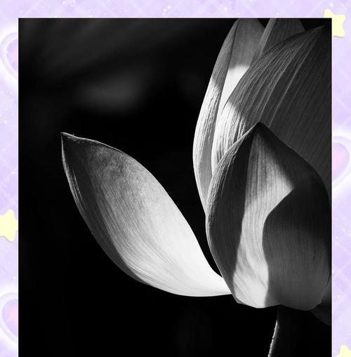 白黑色的花代表什么？白黑色花朵的象征意义是什么？