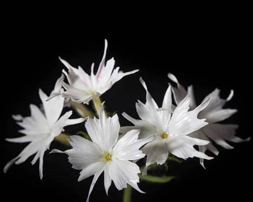 白黑色的花代表什么？白黑色花朵的象征意义是什么？